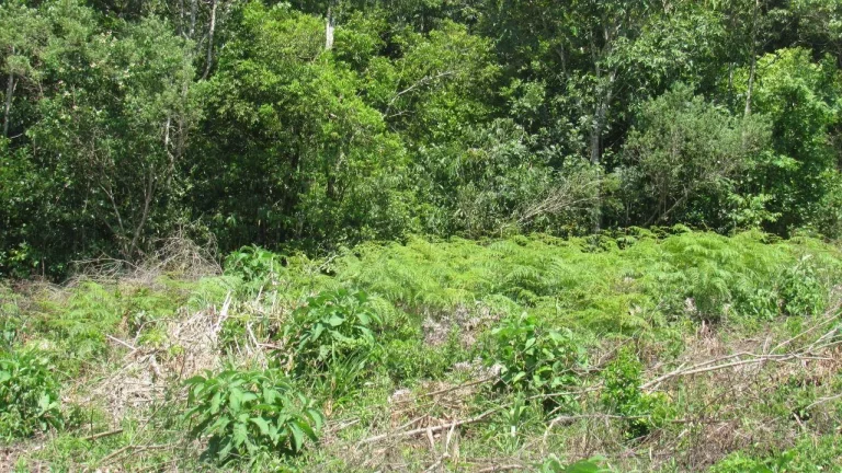 Imagem Terreno para Venda em Concórdia, Rural