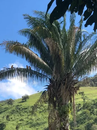 Imagem Fazenda à venda em Cocalzinho de Goiás/GO