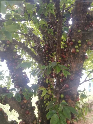 Imagem TERRENO JARDIM CANANÉIA