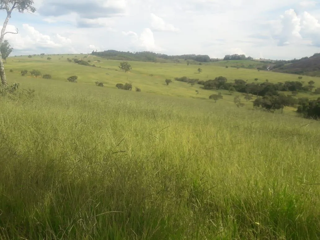 Imagem Vendo uma ótima fazenda em Passatempo 315 hectares