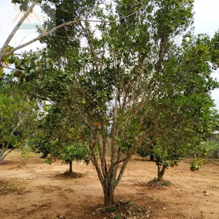 Imagem CHACARA CANANÉIA