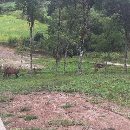 Imagem CHACARA RURAL em ANTÔNIO OLINTO - PR, Antonio Olinto