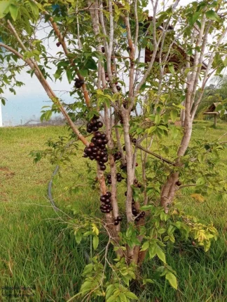 Imagem CHACARA RURAL em CALDAS - MG, Zona Rural