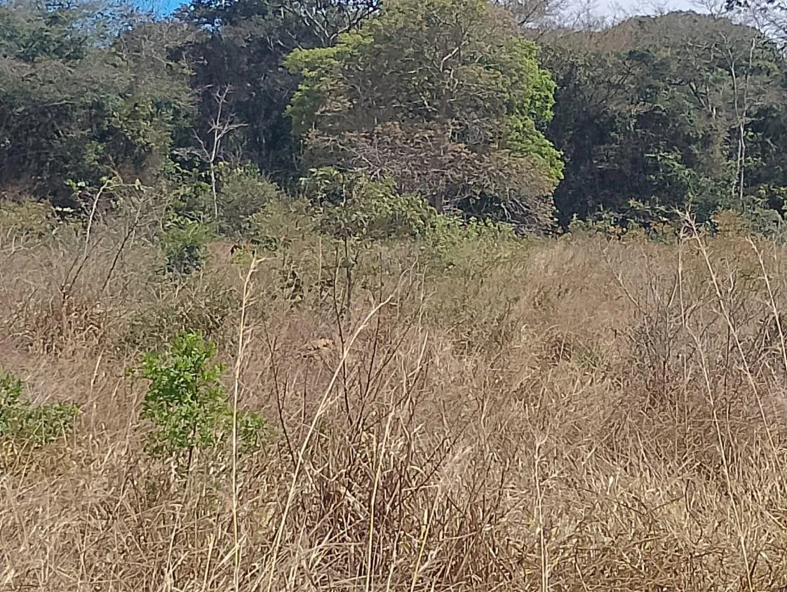 Imagem Vendo um excelente sítio em Piedade dos Gerais/MG, com 5,6 hectares (56.000 m²)