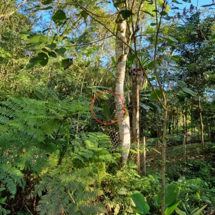 Imagem Lindo terreno na Beira Rio, com 1500 mt com patamar e area de preservaçao.