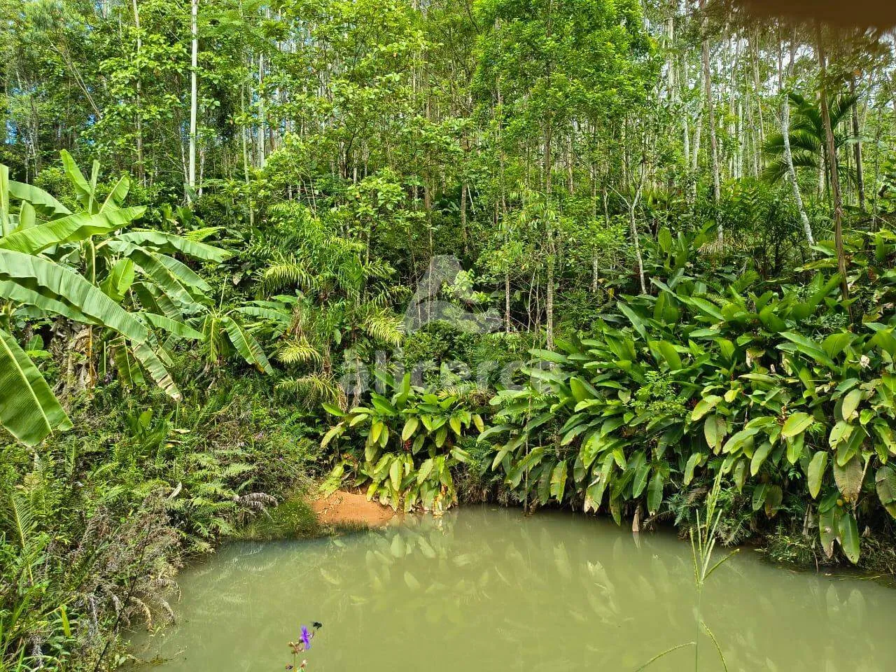 Imagem Sítio à venda com , 260.084m² em Área Rural de Biguaçu Biguaçu