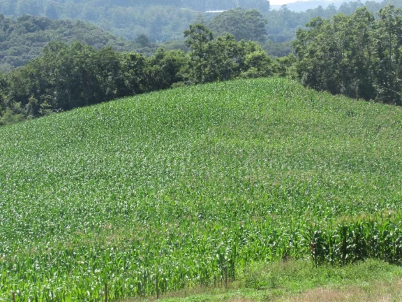 Imagem Área Agrícola para Venda em Concórdia, Rural