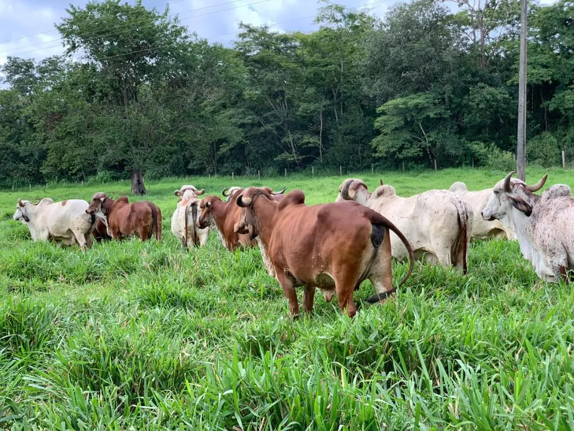 Imagem FAZENDA À VENDA EM FELIXLÂNDIA/MG | 105 HECTARES