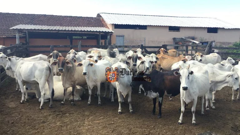 Imagem Fazenda à venda, 52 alqueires por R$ 9.100.000 - Estrada de São Vicente - Araruama/RJ