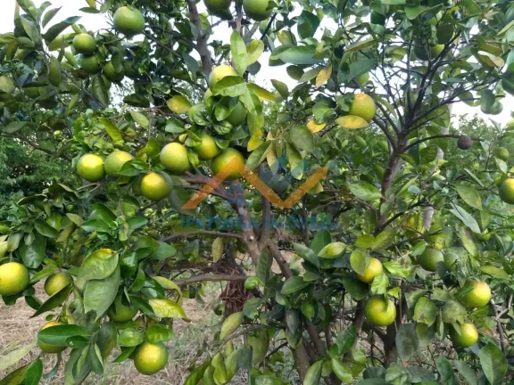 Imagem Chácara de 5.000m² em Bom Jesus do Galho