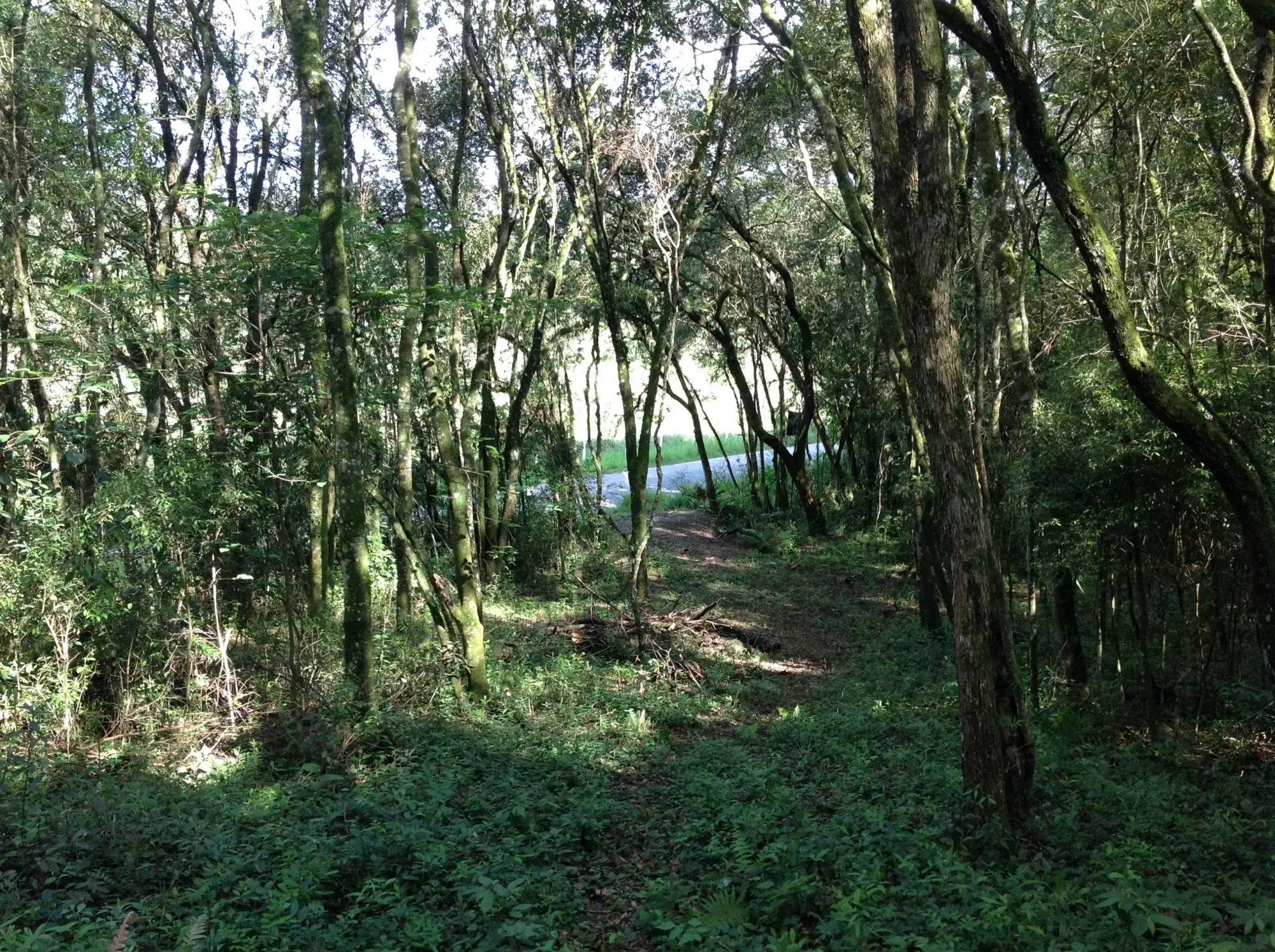 Imagem Terreno em Condomínio à Venda, 3.437 m² em Vila David Antônio - Campo Largo