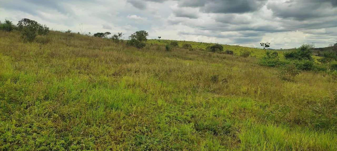 Imagem endo uma excelente fazenda em Desterro de Entre Rios com 277 hectares de terra