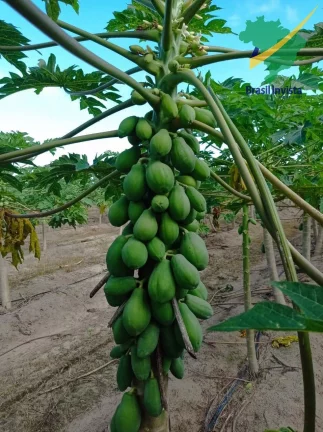Imagem FAZENDA COM EXCELENTE PRODUÇÃO PRÓXIMA A PORTO SEGURO