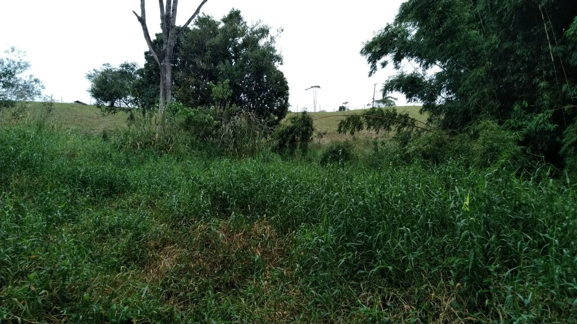 Imagem Sítio à venda com , 26.000m² em Tijuquinhas (Guaporanga) Biguaçu