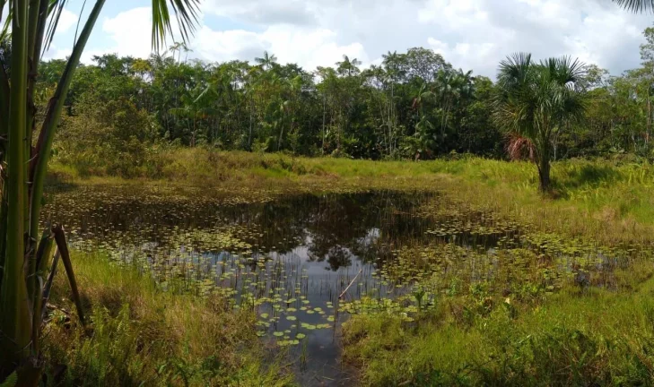 Imagem CASAL IMÓVEIS VENDE SÍTIO EM MARITUBA 53.000 M2 - ESTRADA URIBOCA - BR 316 - ALÇA VIÁRIA