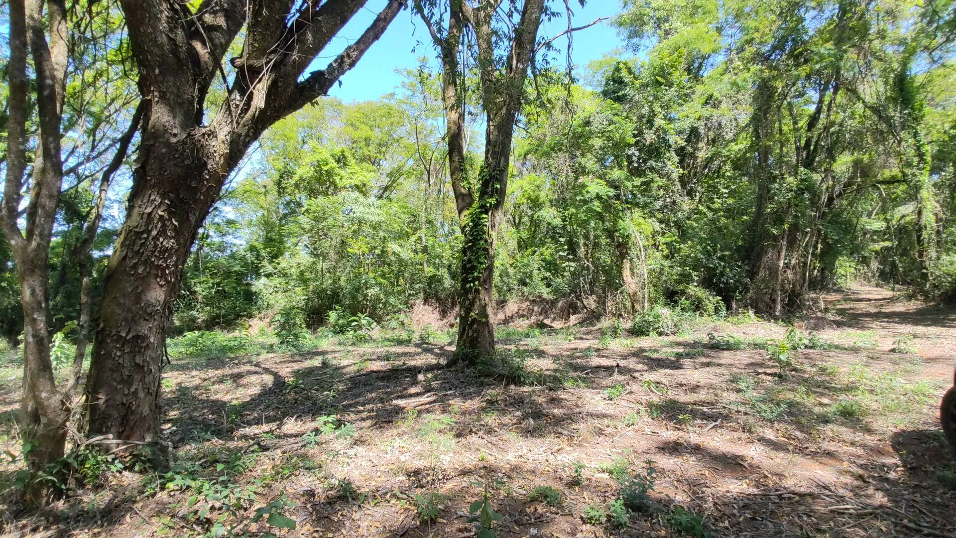 Imagem Chácara a venda em Cascavel, com 2,0992 hectare cada uma e matrícula indiviauais.