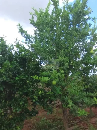 Imagem CHÁCARA CANANÉIA