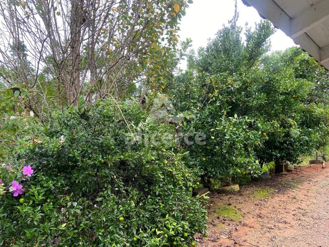 Imagem Sítio à Venda no Pagará - Santo Amaro da Imperatriz/SC