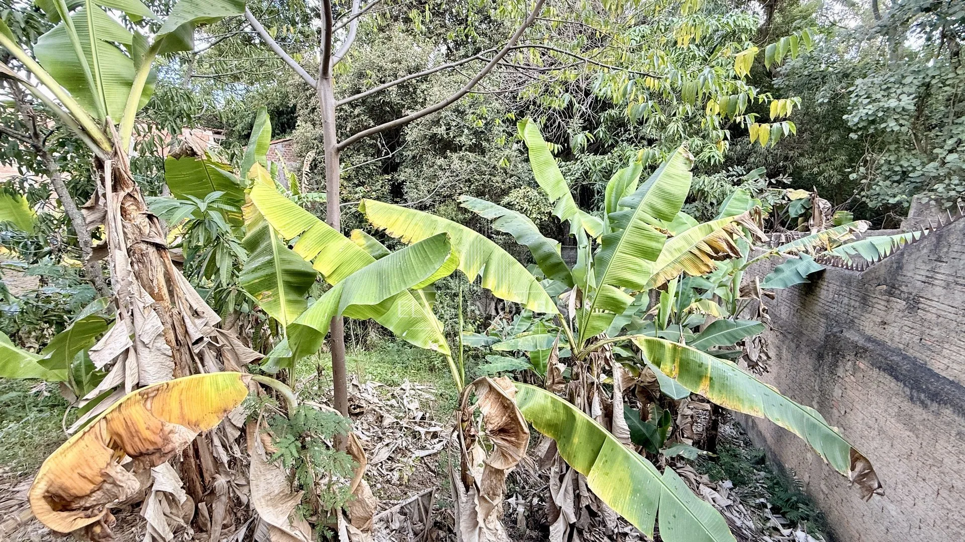 Imagem Chácara de 1 quarto, 137m² no bairro Jardim Celina, em Limeira