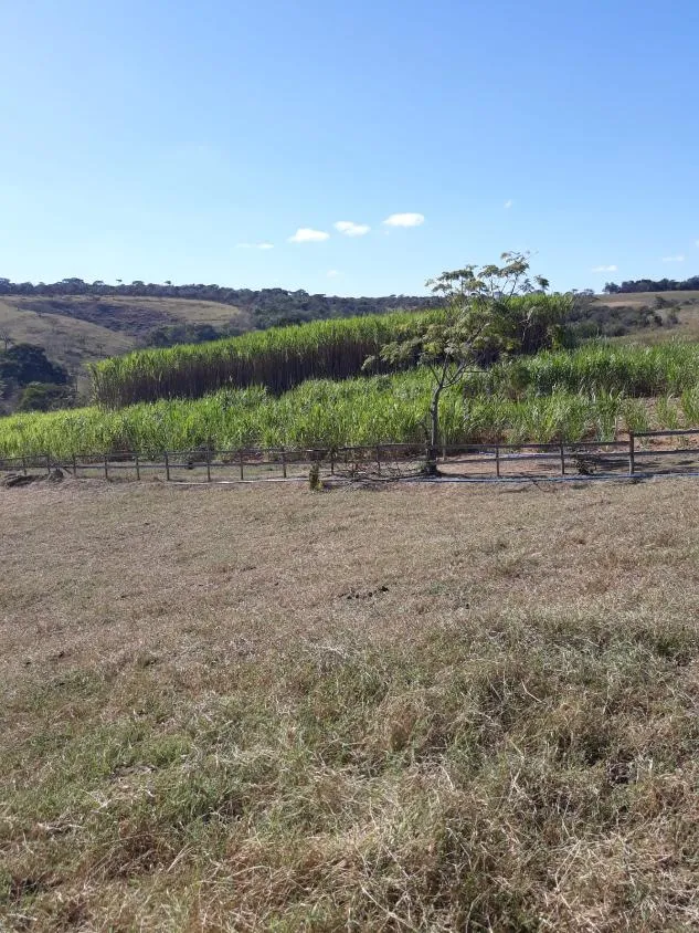 Imagem FAZENDA À VENDA - LUZ (MG) 60 hectares de área total,