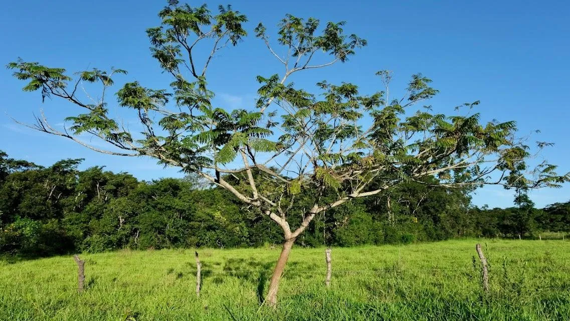 Imagem FAZENDINHA À VENDA - CURVELO (MG) 171 hectares de terra