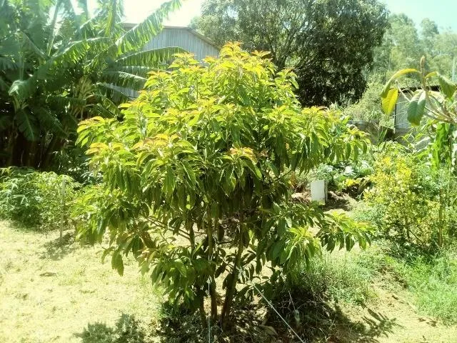 Imagem Chácara para Venda em Taquara / RS no bairro Fazenda Fialho