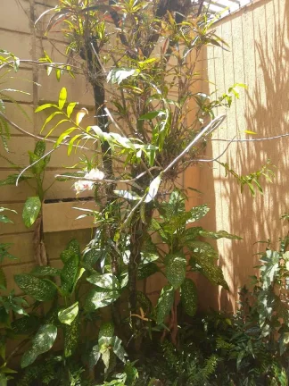 Imagem Casa Padrão