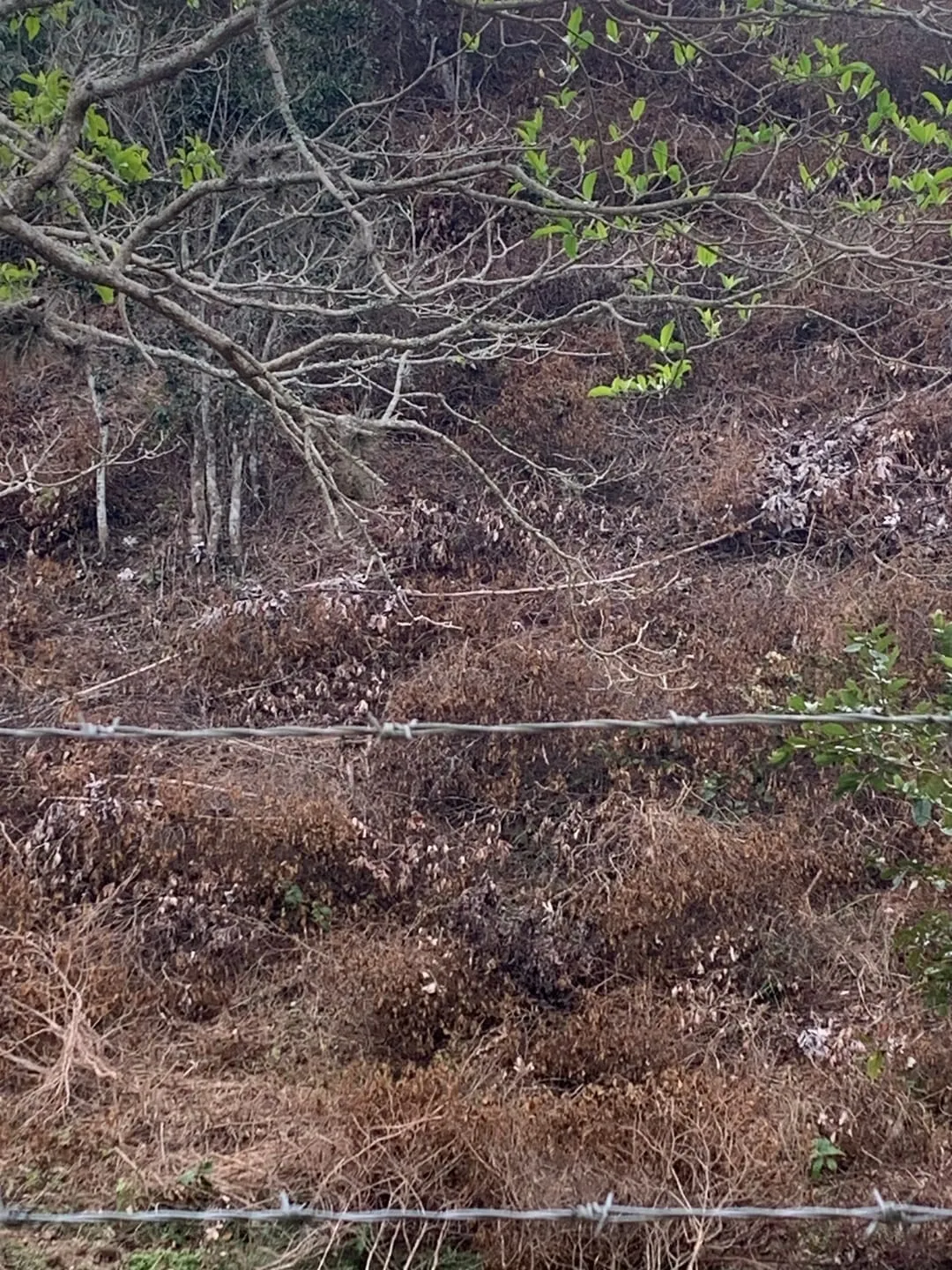 Imagem Terreno à venda 30000M², Mandú, Pindamonhangaba - SP