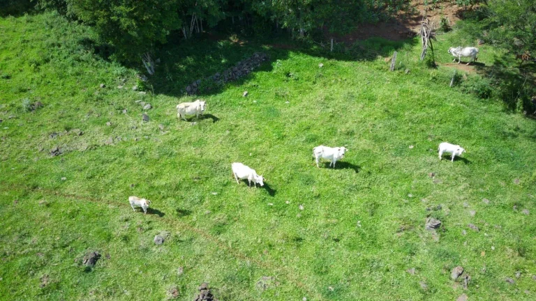 Imagem Área Agrícola para Venda em Arabuta, Rodovia