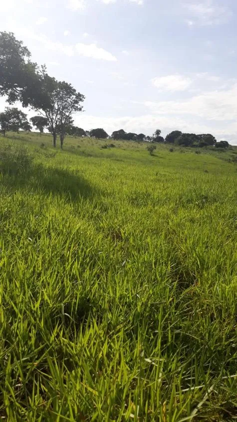 Imagem FAZENDA À VENDA - LUZ (MG) 60 hectares de área total,