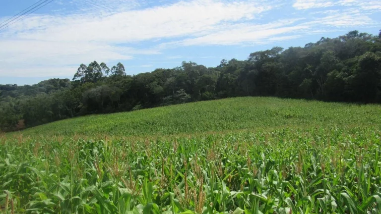 Imagem Área Agrícola para Venda em Concórdia, Rural