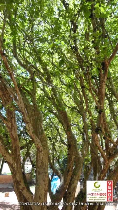 Imagem Chácara com 3 Quartos à Venda, 150 m² em Bueno De Andrada - Araraquara