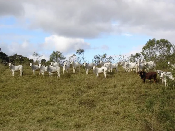 Imagem Fazenda à venda, 1331000 m² por R$ 14.850.000,00 - Piquete - Piquete/SP