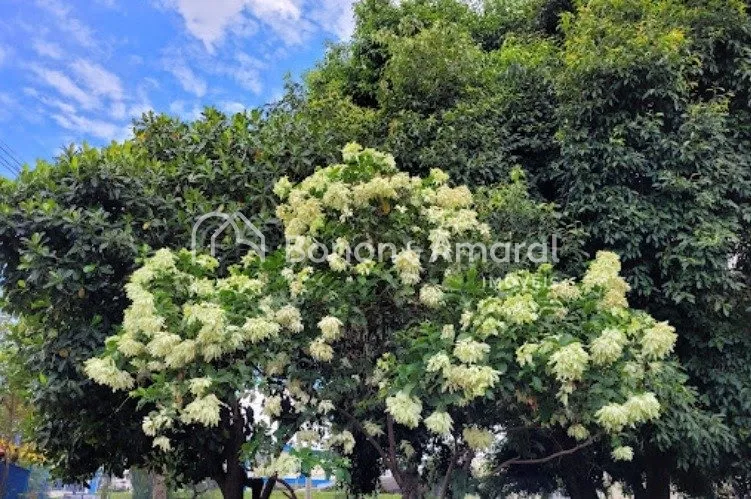 Imagem Terreno à venda no Condomínio Royal Garden, 332 metros, Parque Brasil 500 - Paulínia/SP
