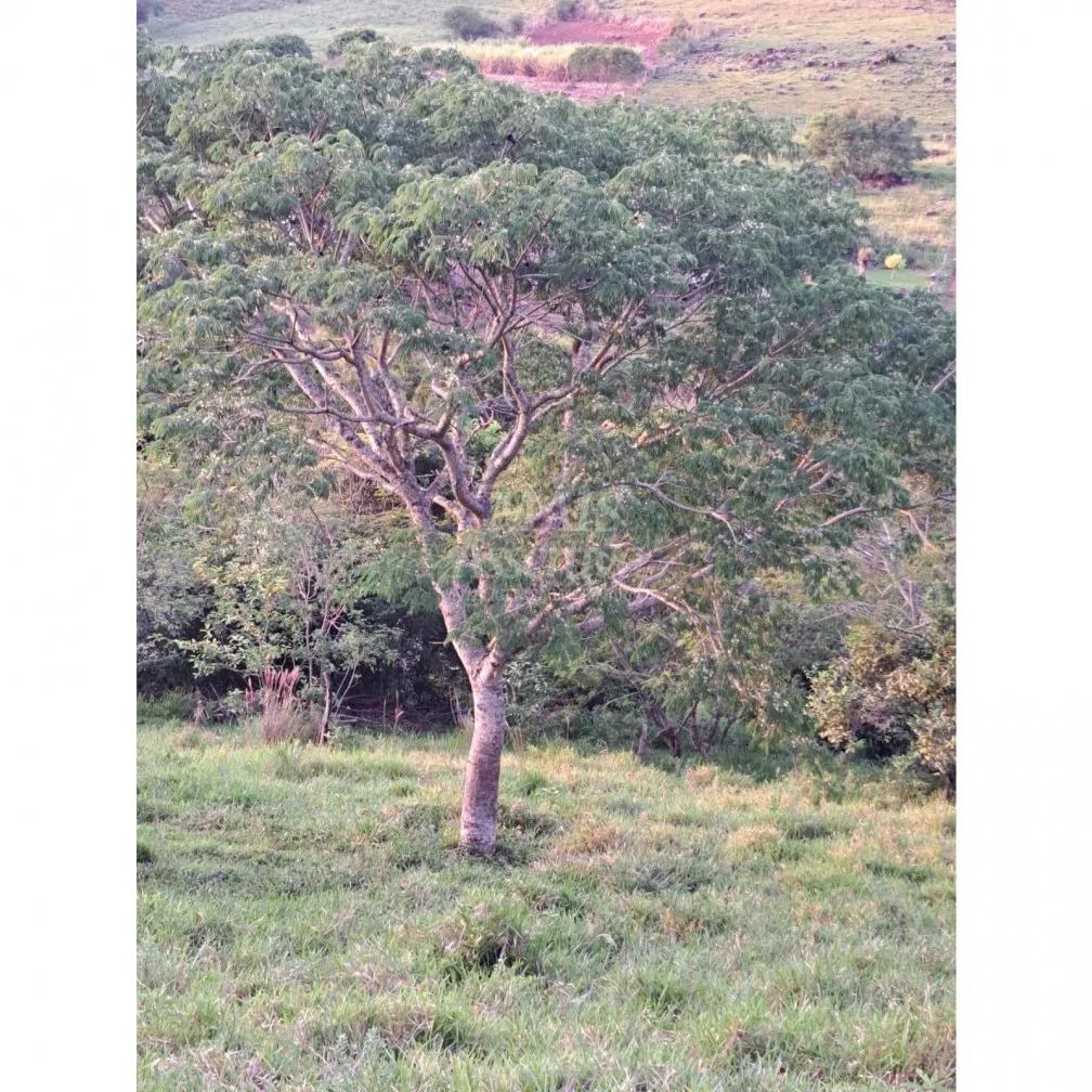 Imagem Santo Antônio da Patrulha RS - Localidade de Pinheirinhos.
R$ 270.300,00 A que busca uma área...