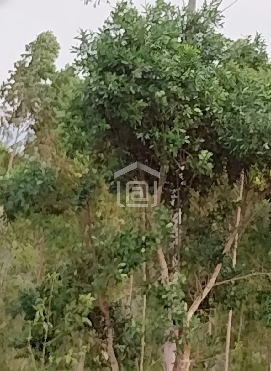 Imagem Sítio 24 m² à venda em Pocinhos do Rio Verde, Caldas