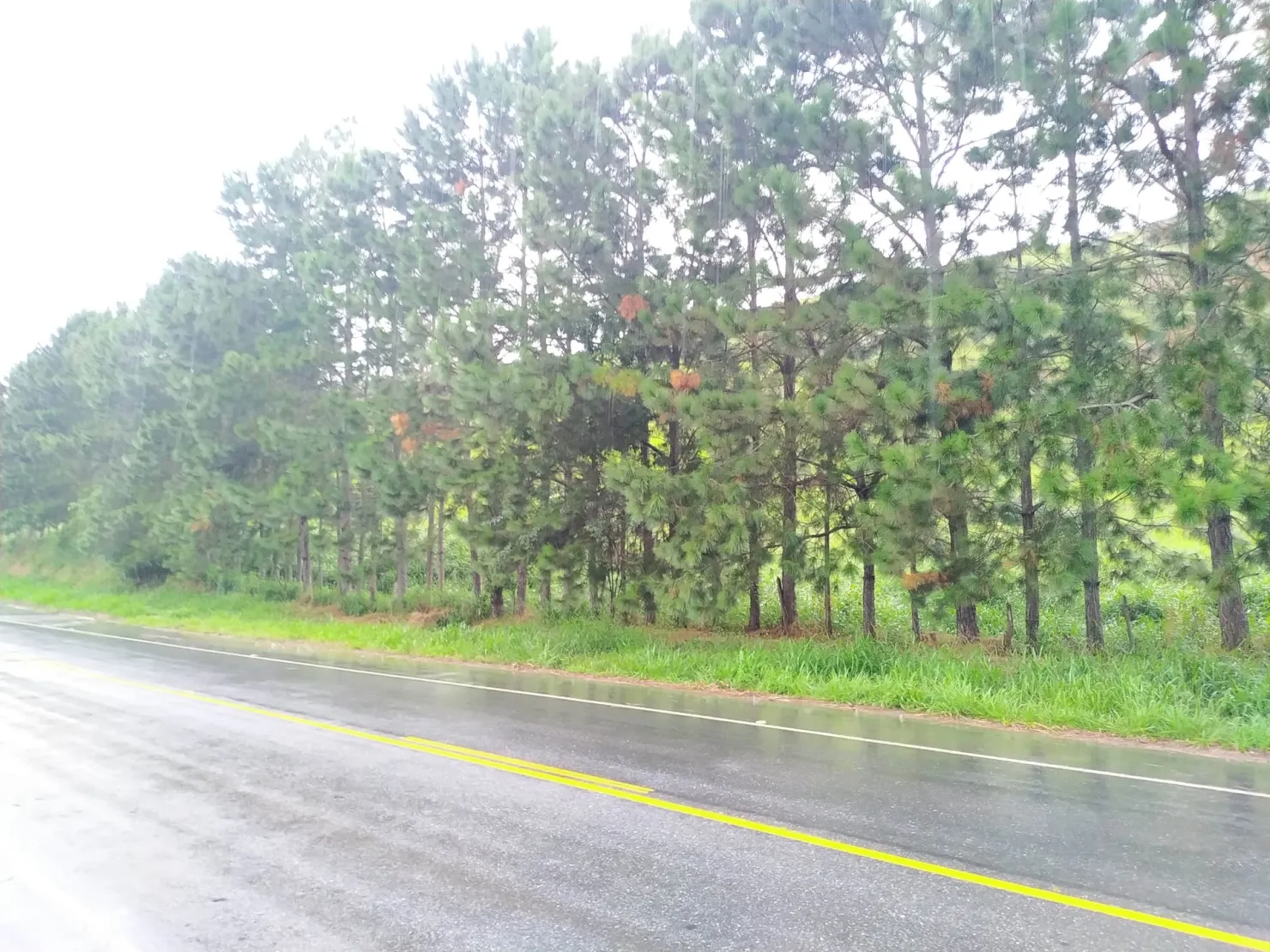 Imagem Chácara à venda 30000M², Zona Rural, Silveiras - SP