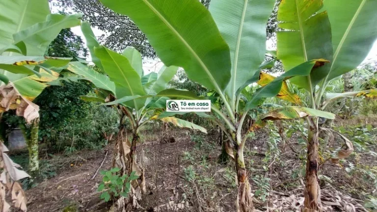 Imagem SITIO RURAL em CAÇAPAVA - SP, CHÁCARA MARAMBAIA