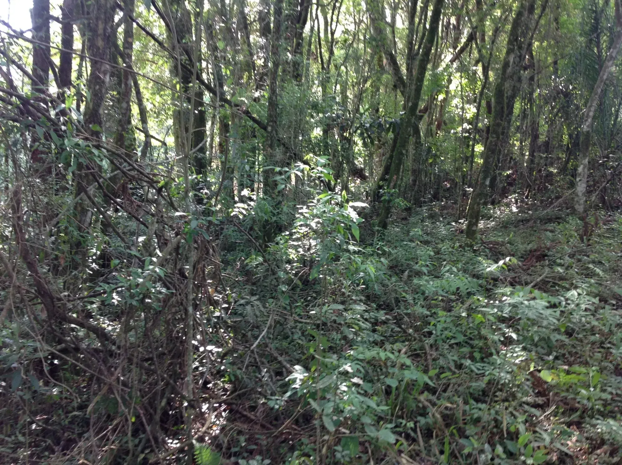 Imagem Terreno em Condomínio à Venda, 3.437 m² em Vila David Antônio - Campo Largo