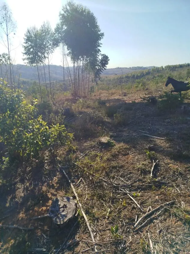 Imagem Vendo uma excelente fazenda em Oliveira / MG 100 hectares de área total;