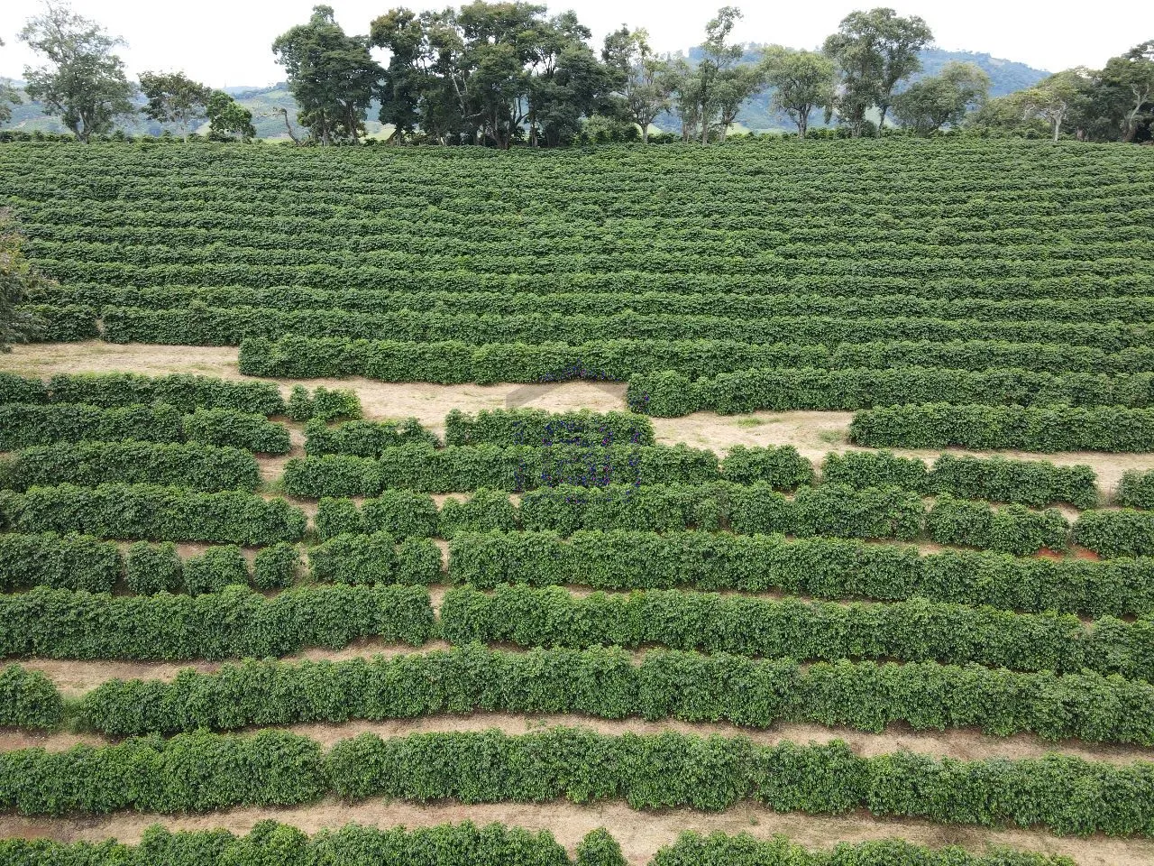 Imagem Fazenda 48 m² à venda em Roseira, Bandeira do Sul