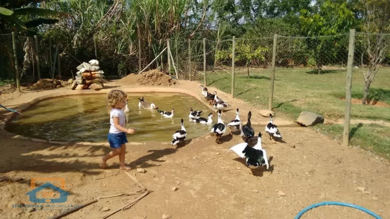 Imagem Chácara de 5.000m² em Bom Jesus do Galho