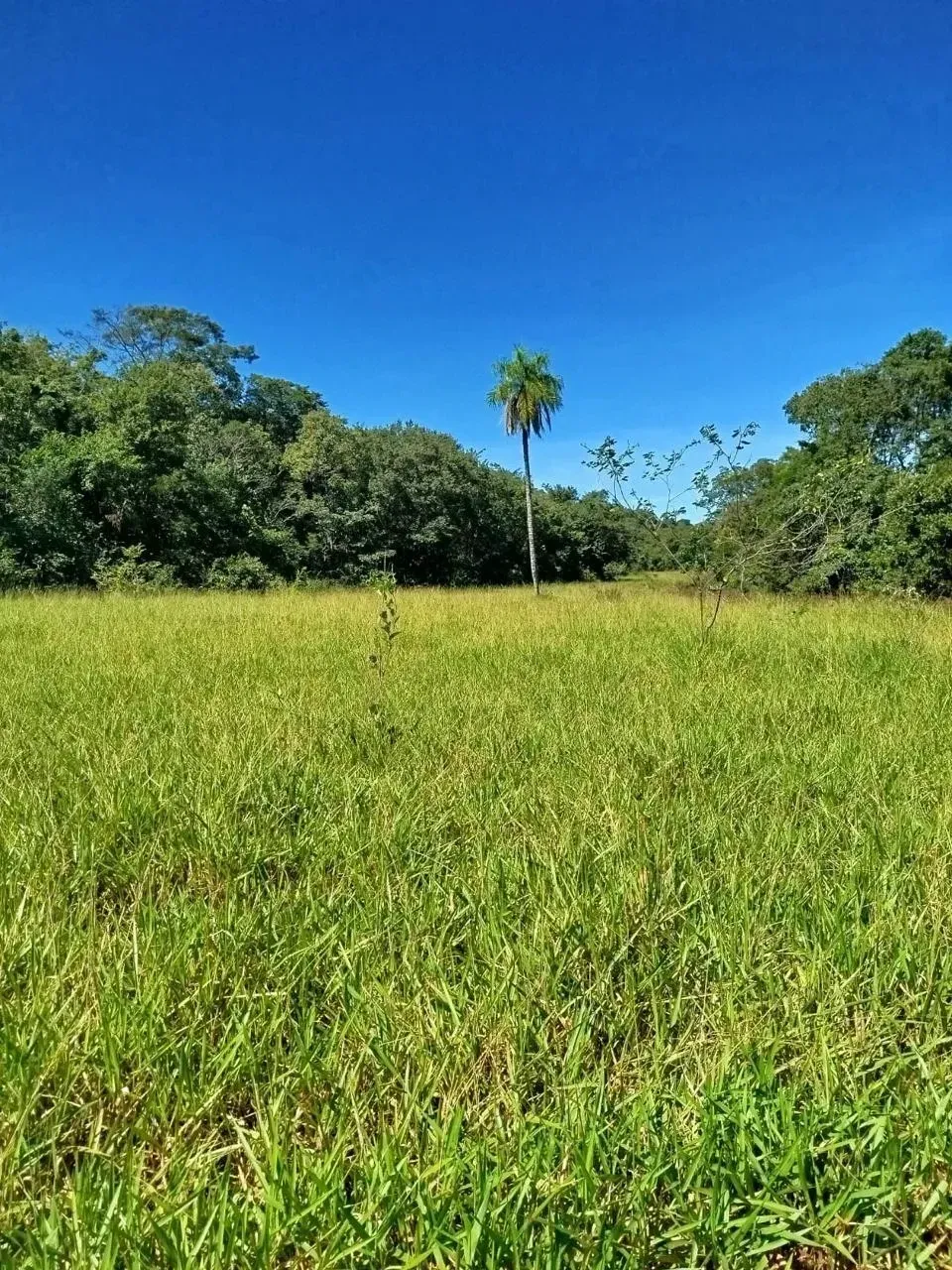 Imagem Fazenda à Venda, 28 Alq. GO em Área Rural de Itumbiara - Itumbiara