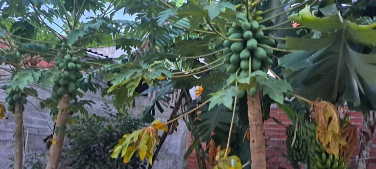 Imagem Casa com dois dormitórios no Parque Residencial Potiguara em Itu SP