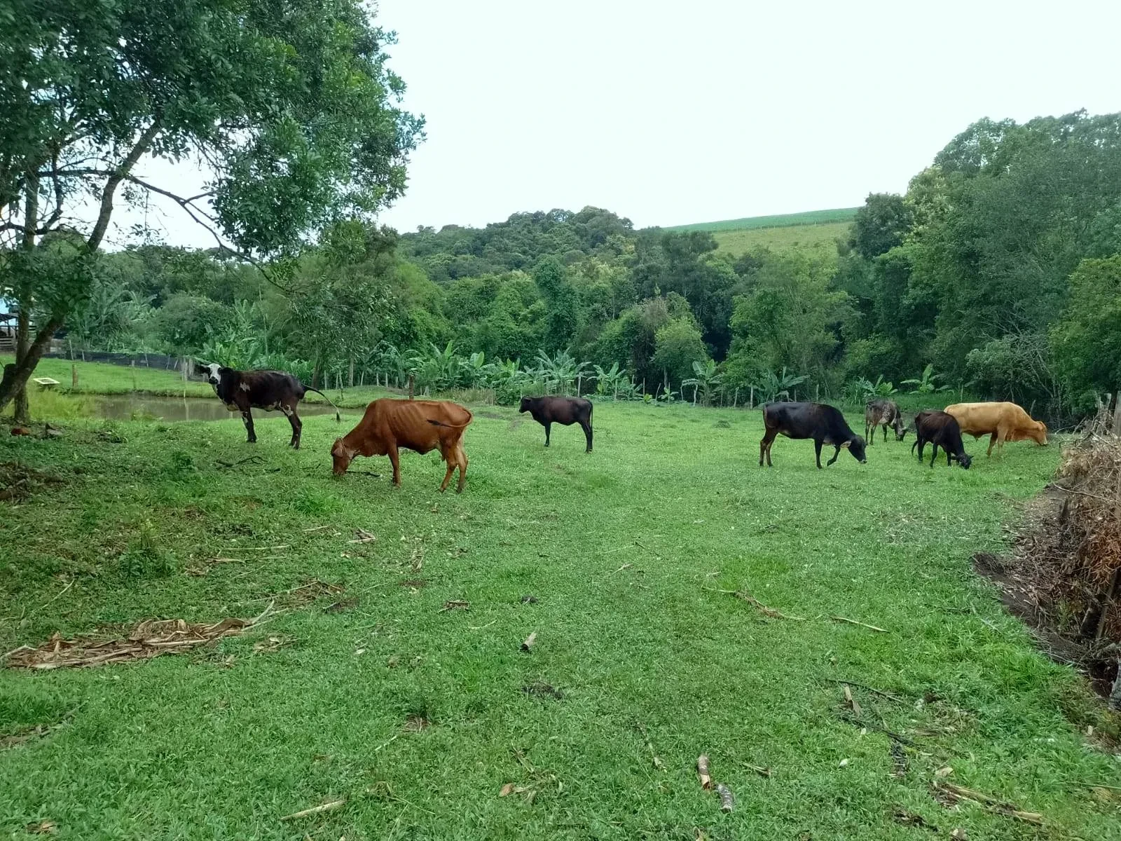 Imagem Fazenda à Venda, 5 Alq. MG em Caldas - Caldas