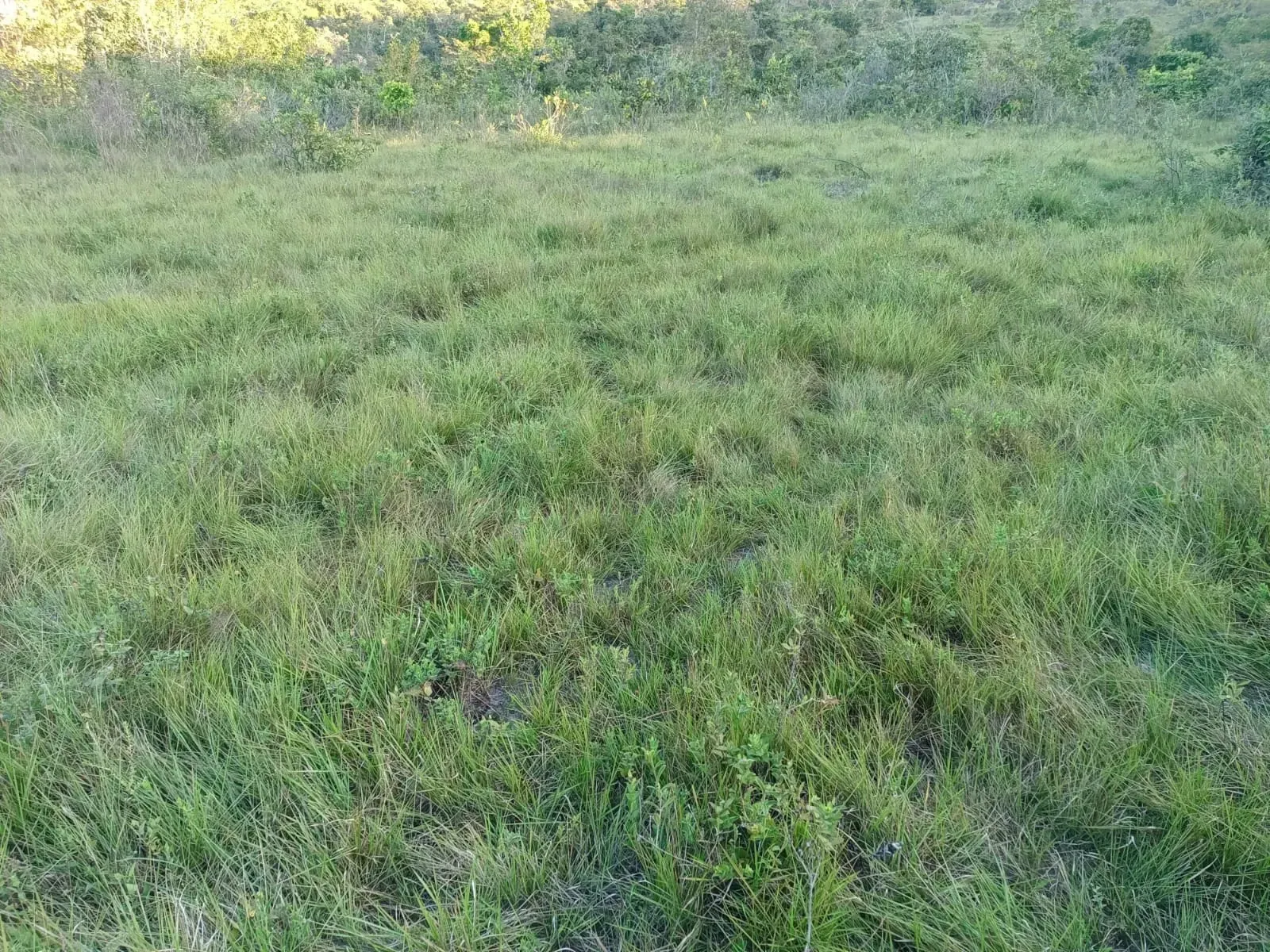 Imagem Fazenda à Venda, 247 HA em Samambaia Sul - Brasília