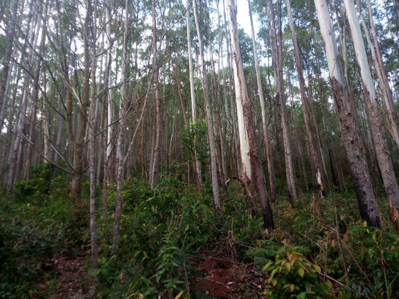 Imagem Terreno à Venda, 137.000 m² em São Domingos - Bias Fortes