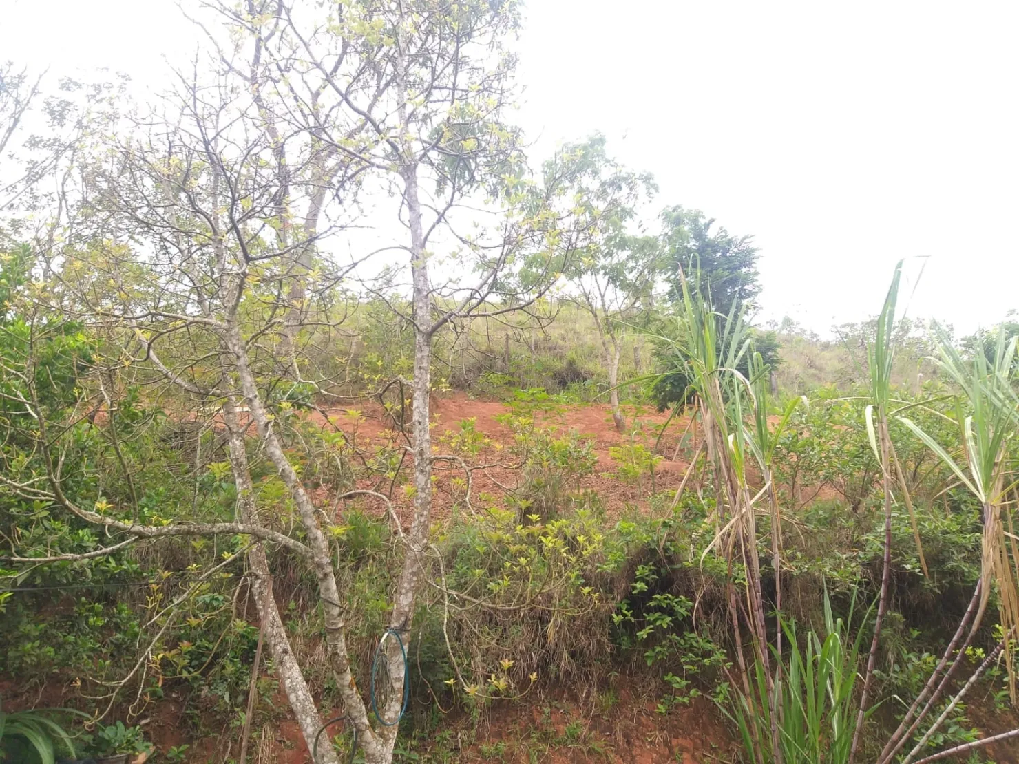 Imagem Chácara à venda 2 Quartos, 6 Vagas, 6000M², Borba, Pindamonhangaba - SP