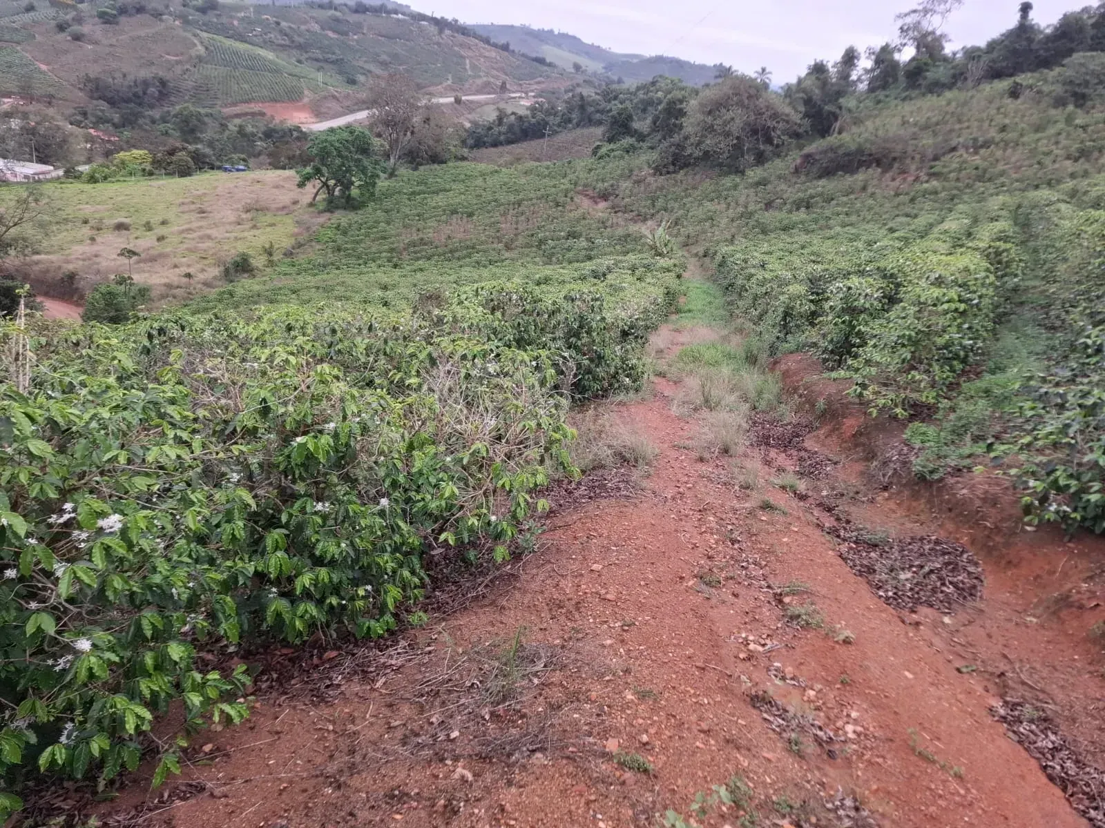 Imagem Sítio à Venda, 2 alqueireSP em Zona Rural - Divinolândia