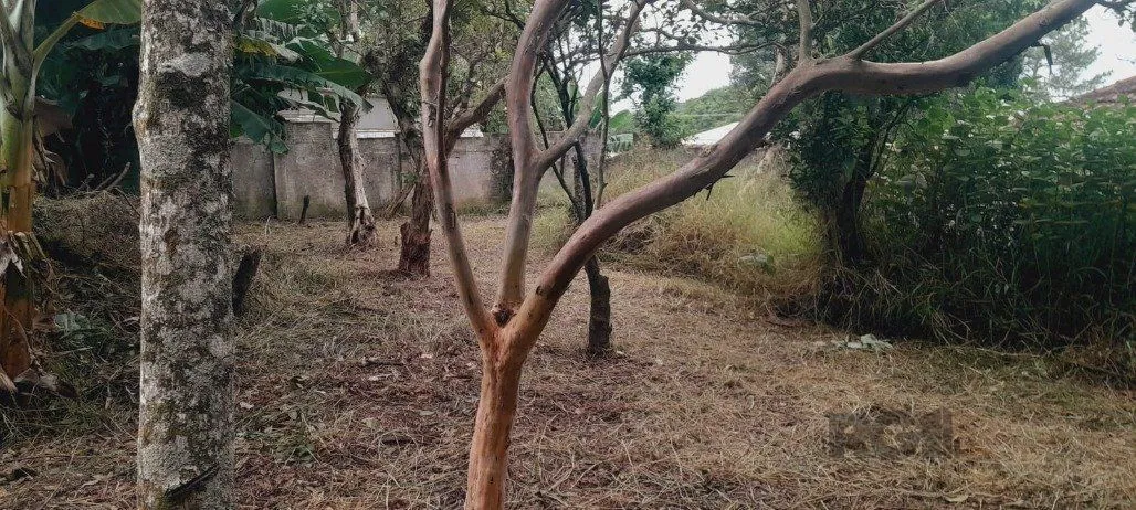 Imagem Terreno em Belém Novo
